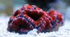 Acanthastrea lordhowensis "Red/Bicolor"