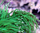 Euphyllia paraglabrescens green