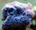 Sarcothelia edmondsoni - Xenia blau