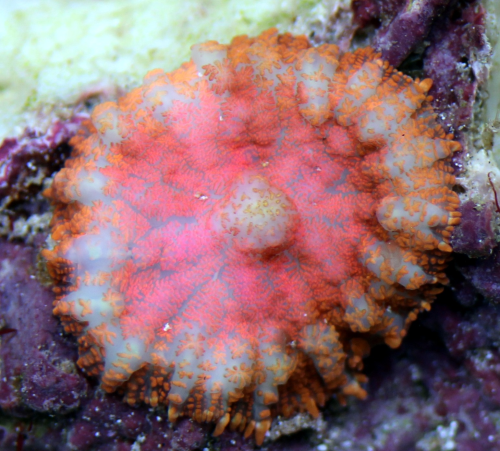 Rhodactis sp. orange / rot