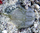 Limulus Sp. "Borstenwumfresser" ca. 5 cm