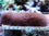 Polyphyllia talpina - Seezunge XL
