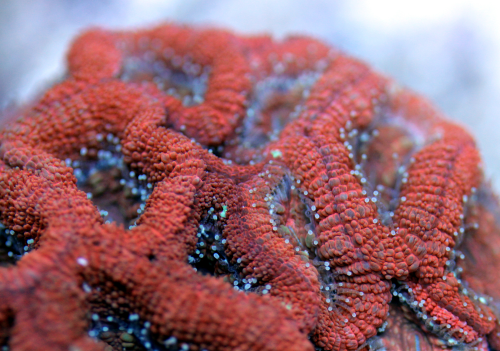Acanthastrea lordhowensis "red"