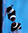 Amphiprion ocellaris black / Zuchtpaar