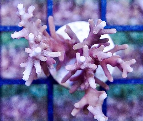 WWK Acropora "Red Dragon"