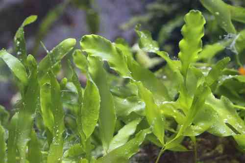Caulerpa prolifera - Kriechsprossalge