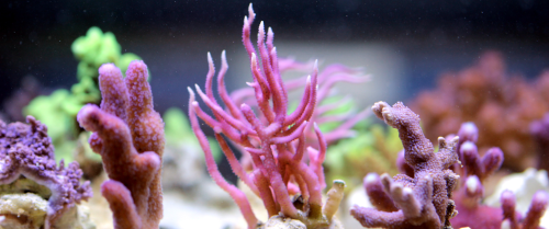 Korallenpaket - Montipora 5 Stück - selten-