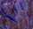 Elacatinus Oceanops - Neongrundel - Nachzucht